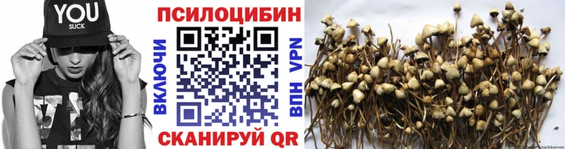 Галлюциногенные грибы Psilocybe  наркота  Новоузенск 